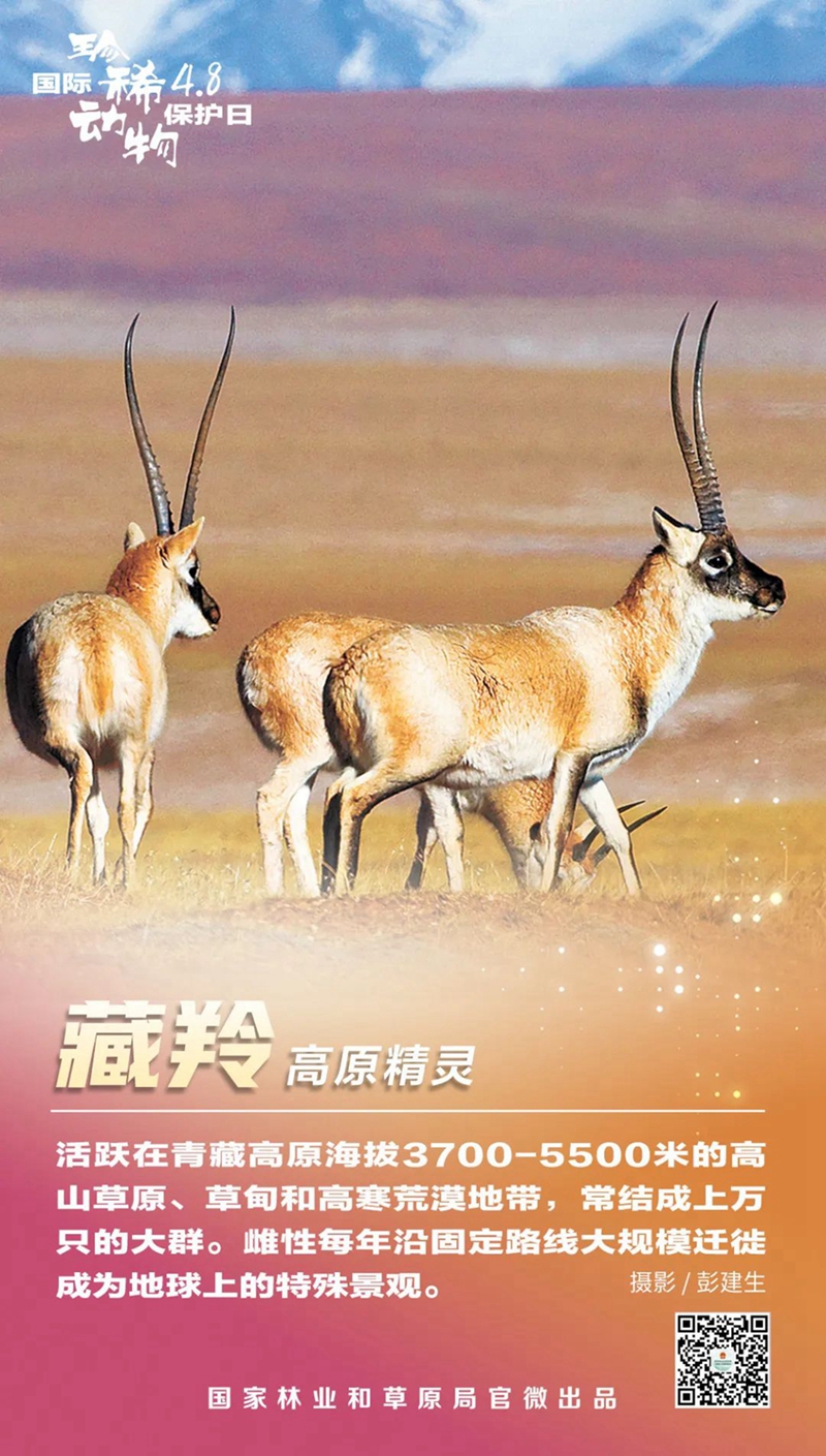国际珍稀动物保护日